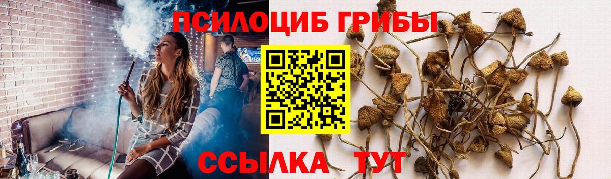 Псилоцибиновые грибы GOLDEN TEACHER Краснознаменск